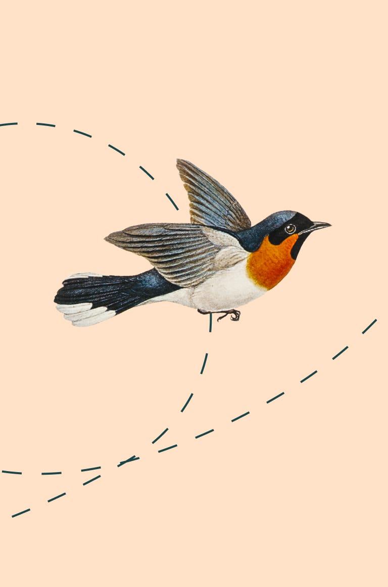 飛んでいる鳥のイラスト。