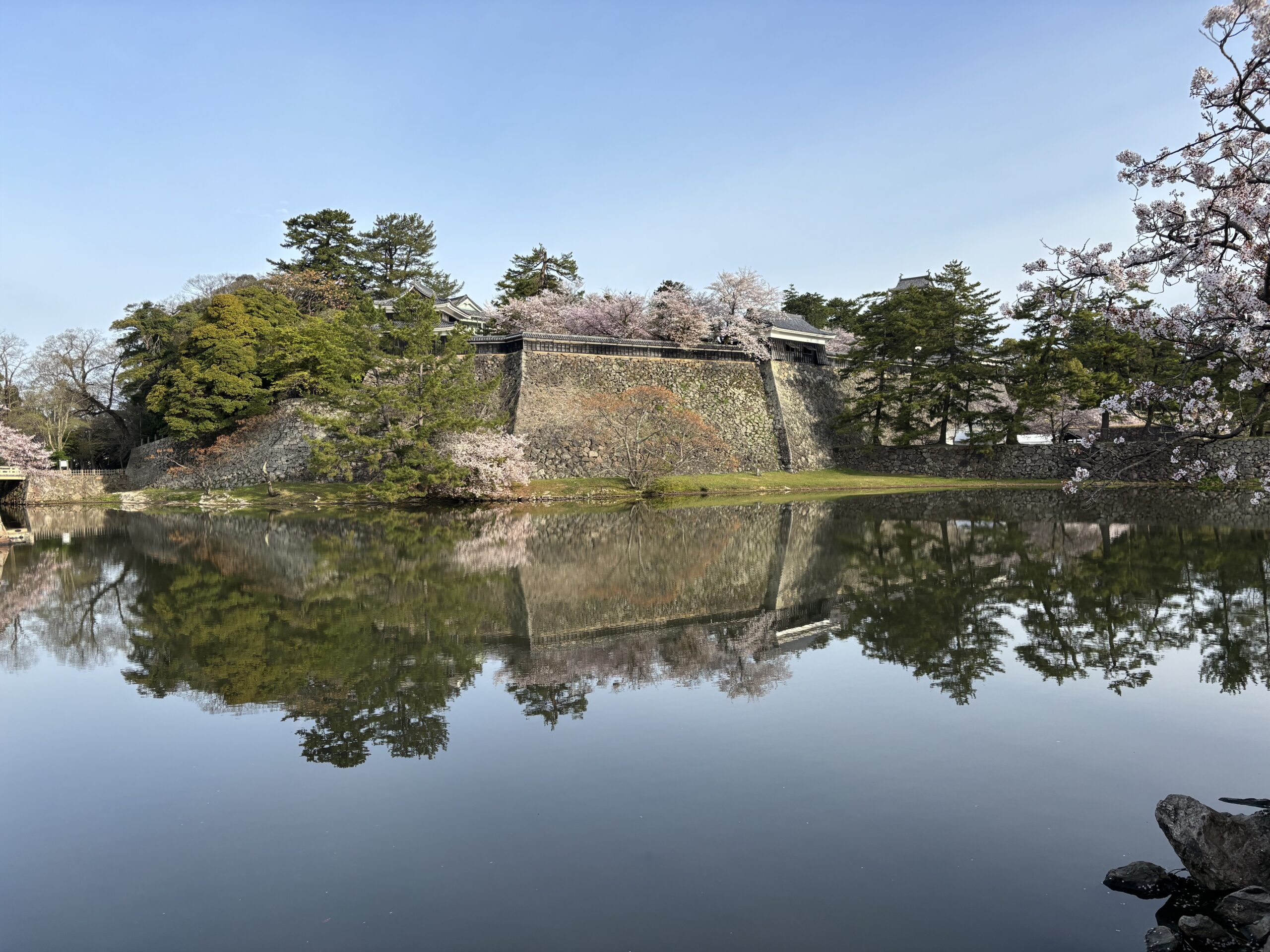 松江城のお堀と桜
